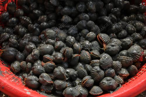 MENCARI KERANG