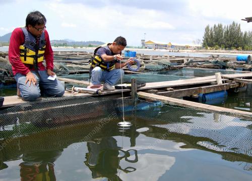 TERNAKAN IKAN DI 152 SANGKAR MATI