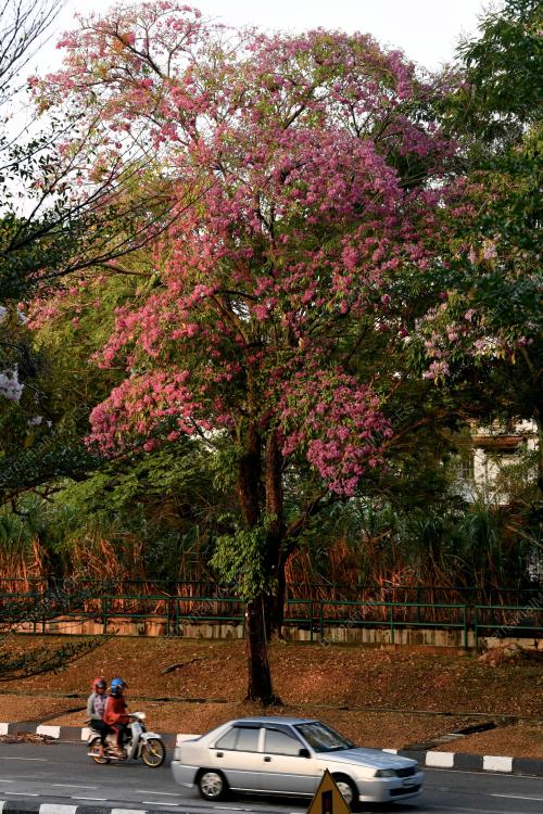 PG01_10032019_POKOK_BERBUNGA_BN201902251564