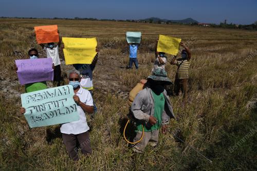 NAFAS KAJI HARGA BENIH PADI