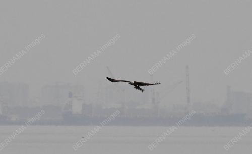 BURUNG HELANG