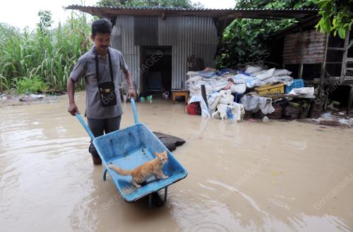 PG01_11082015_KUCING_BANJIR