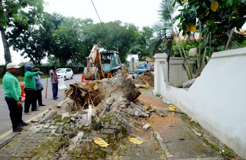 PG01_11112017_POKOK