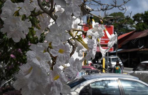 MUSIM SAKURA