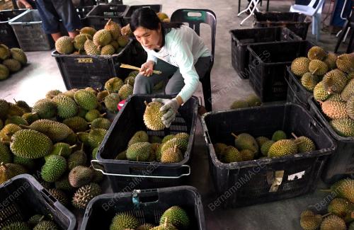 PG01_12062019_DURIAN_BN201906121803