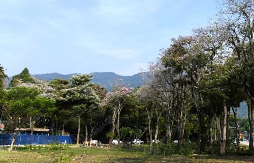 MUSIM SAKURA