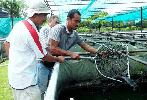 PG01_13092012_USAHAWAN_KELI