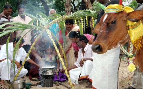 PESTA PONGGAL