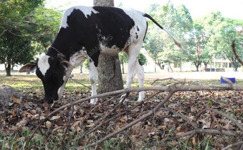 PG01_14032016_LEMBU_DAUN