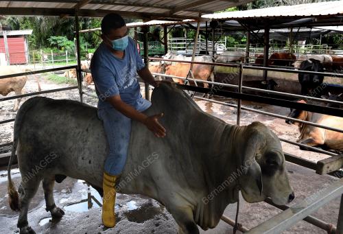 PENGUSAHA LEMBU