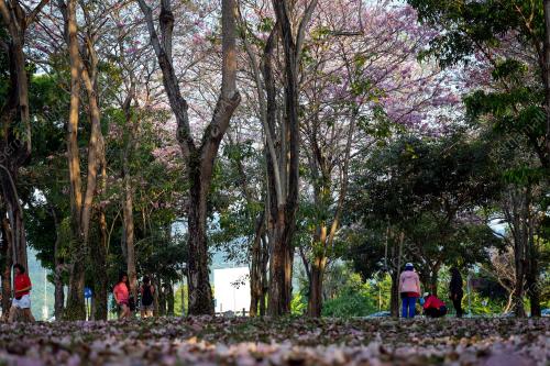 SAKURA MALAYSIA