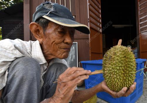 WARGA EMAS JUAL DURIAN