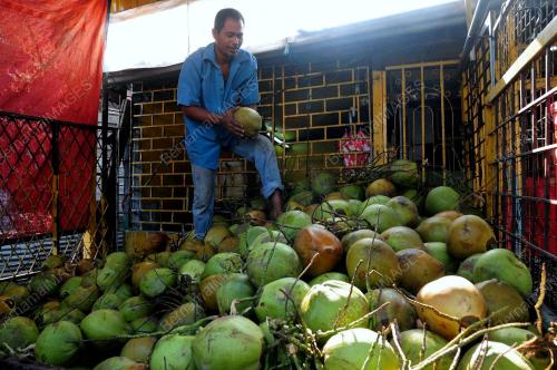 PG01_16012013_KELAPA_MUDA