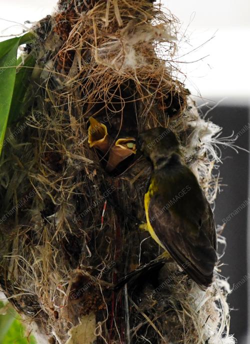 BURUNG KELICAP