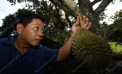 PKP-DURIAN