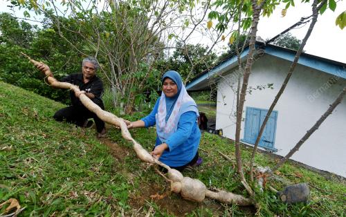 PG01_17072018_UBI_KAYU