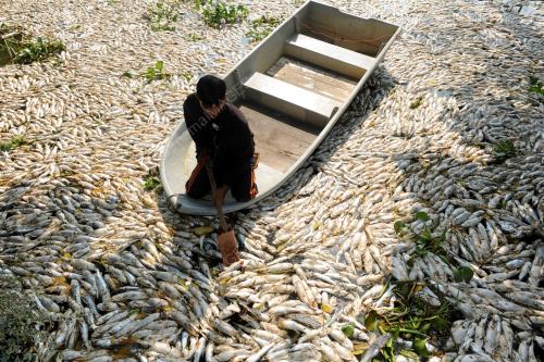 PG01_19032015_IKAN_MATI