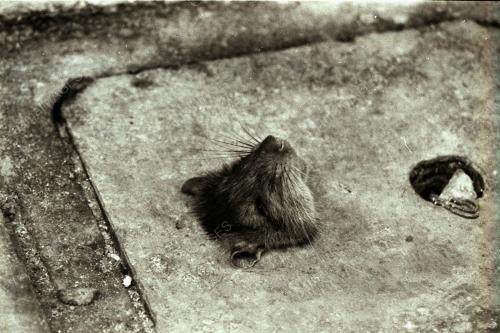 TIKUS TERSEKAT DI LUBANG