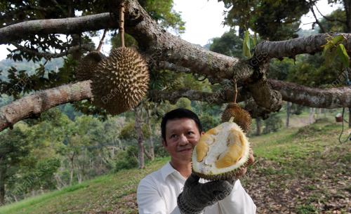 PG01_21062015_DURIAN