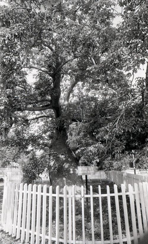 PG01_220390_POKOK