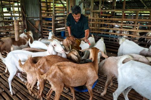 PENTERNAK KAMBING