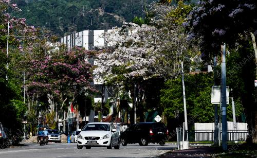 SAKURA MALAYSIA