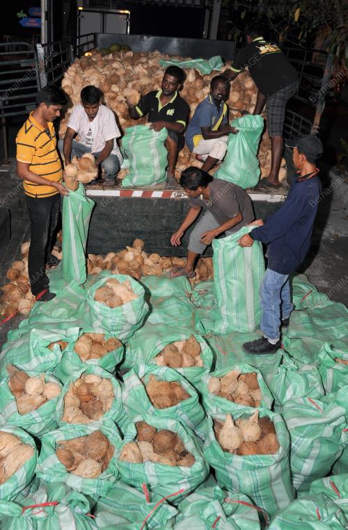 PG01_24012013_KELAPA