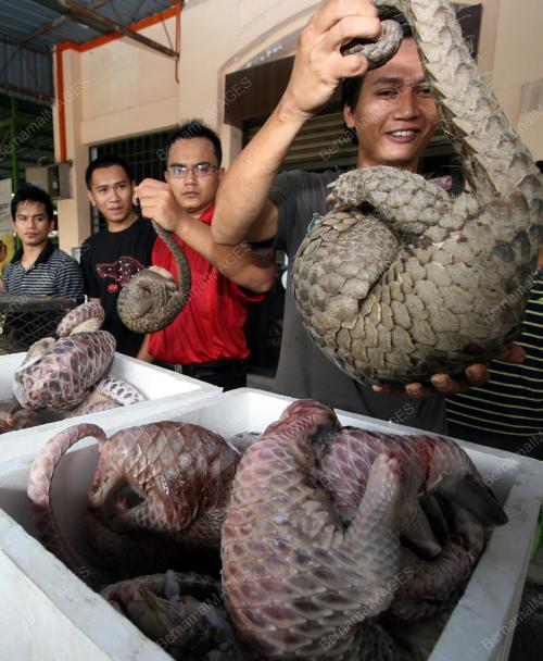 RAMPASAN TENGGILING