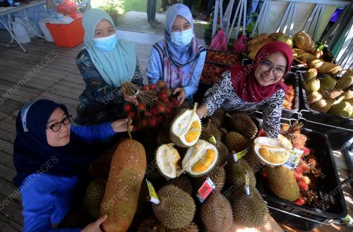 BUKIT SULING_DURIAN