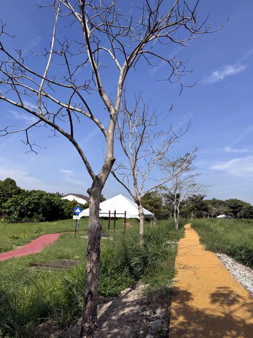 POKOK TECOMA