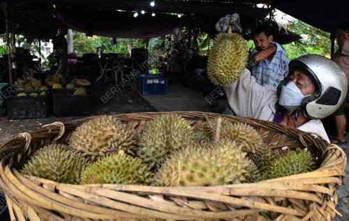 MUSIM DURIAN
