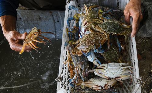 NELAYAN CARI KETAM