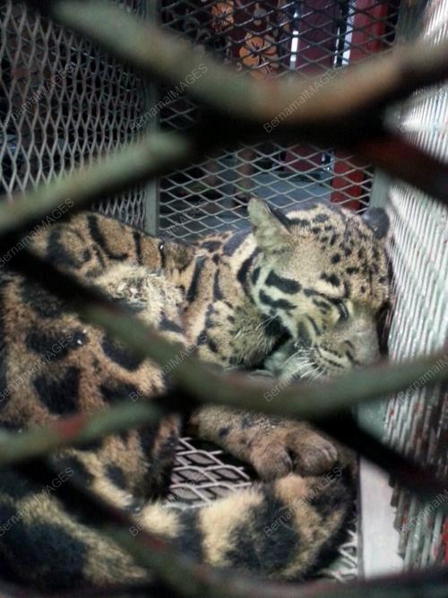 PG01_26022015_HARIMAU