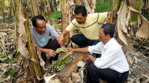 PG01_26032015_PISANG