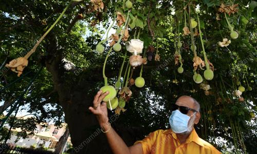 POKOK BERUSIA 149 TAHUN
