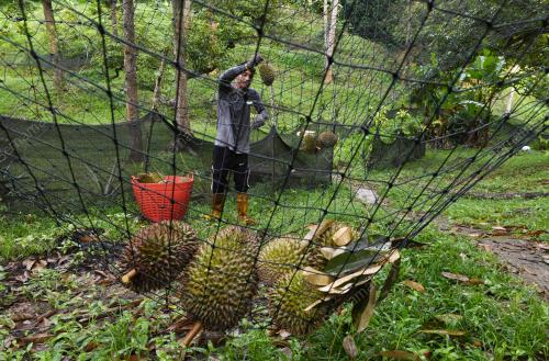 MUSIM DURIAN