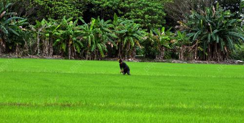 PESAWAH