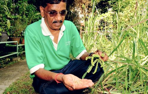 PG01_27092014_POKOK_RAGI