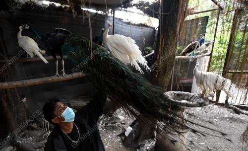 PELIHARA BURUNG MERAK