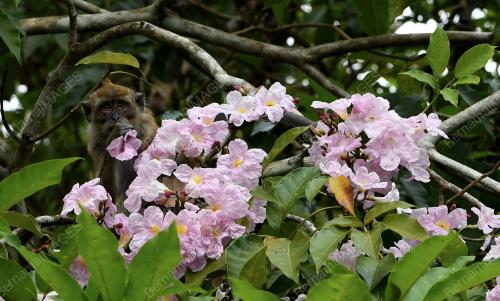 PG01_29032019_SAKURA_BN201903294803