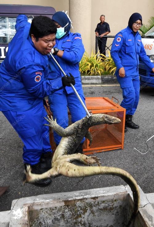 PG02_02102018_BIAWAK_TANGKAP