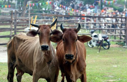 LEMBU BUAH PALA