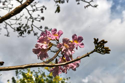 BUNGA SAKURA