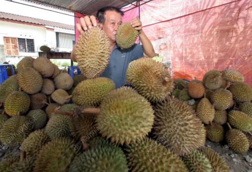 BUAH DURIAN