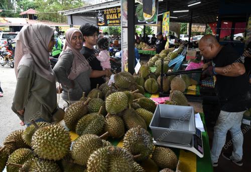 PENGGEMAR DURIAN