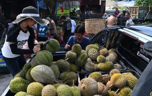 MUSIM DURIAN