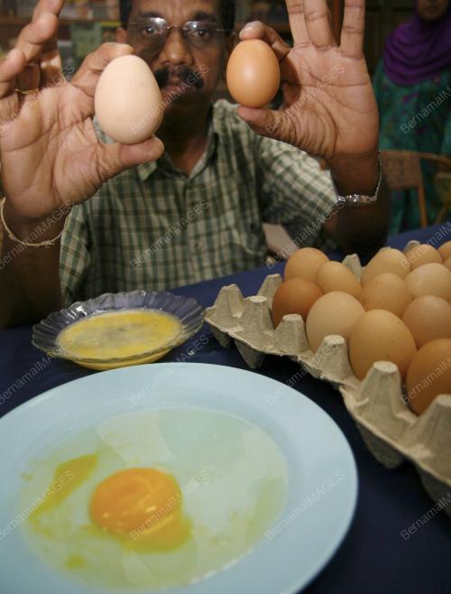 TELUR TIRUAN
