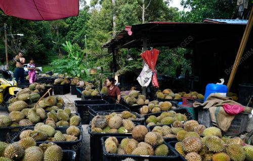 MUSIM RAJA BUAH