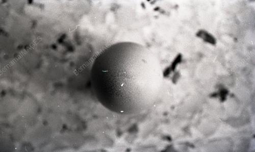 TELUR