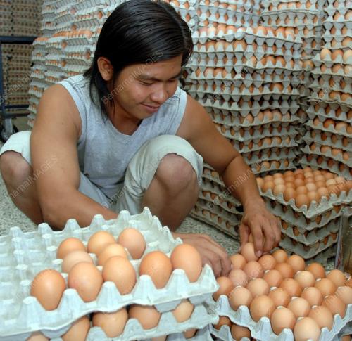 TELUR_AYAM